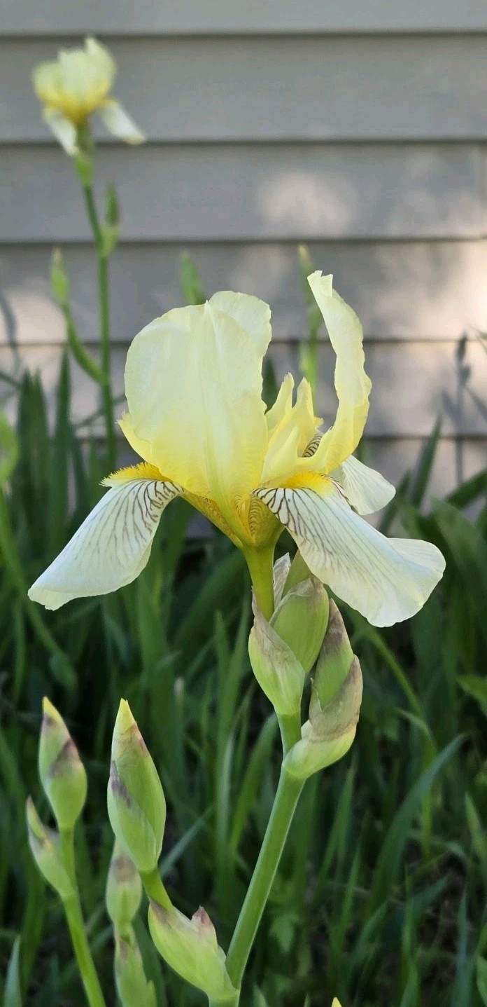1 Early Light Yellow BEARDED IRIS Rhizome Rainbow Plant Spring Garden Flower Pot