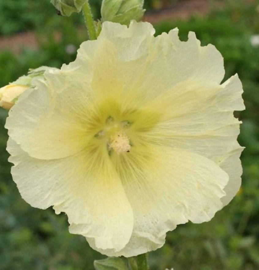60+ Hollyhock Mix Seeds **Fresh Seeds** ~~Free Shipping~~