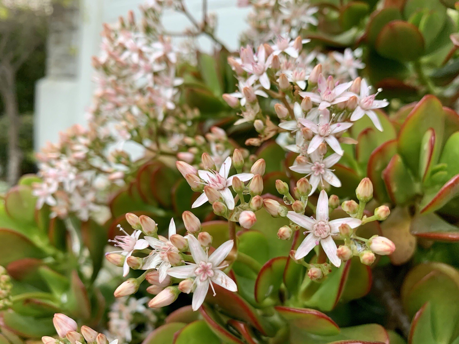 Jade Plant, Money Tree, Succulent, Crassula Ovata – 5 Cuttings 3-5 Inches – USA