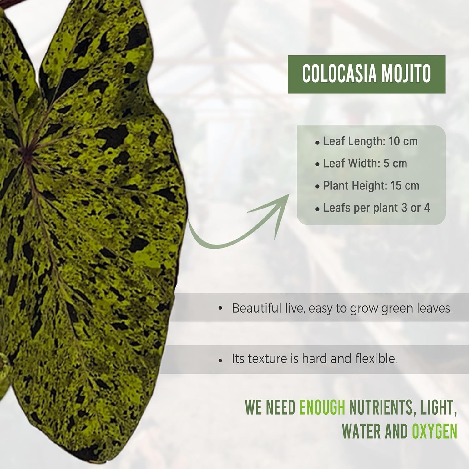 Colocasia Mojito (2pack) by LEAL PLANTS ECUADOR | Evergreen Live Indoor Plant