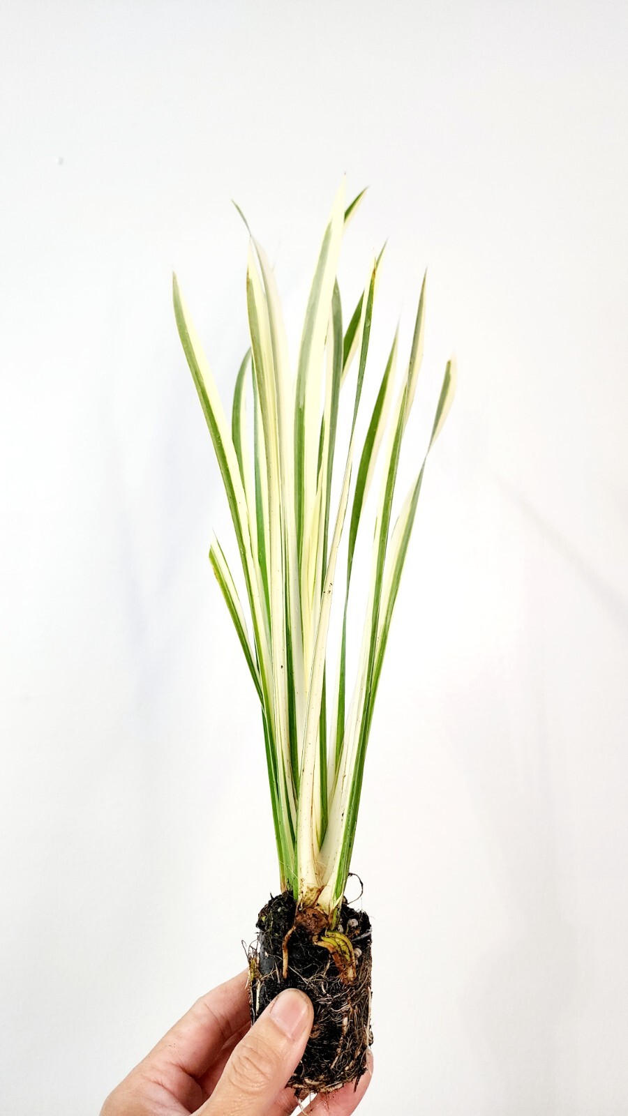 Live Cold Hardy Variegated Sweet Flag Aquatic Marginal Pond Plant