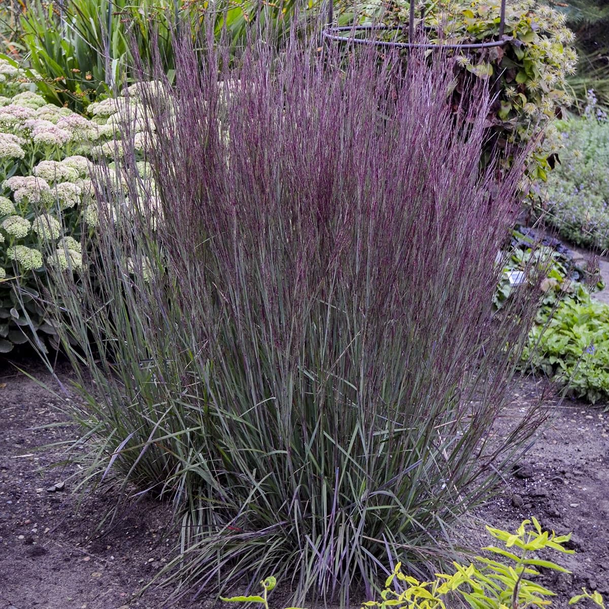 Live Plant From Green Promise Farms – Proven Winners Schizachyrium Scop.