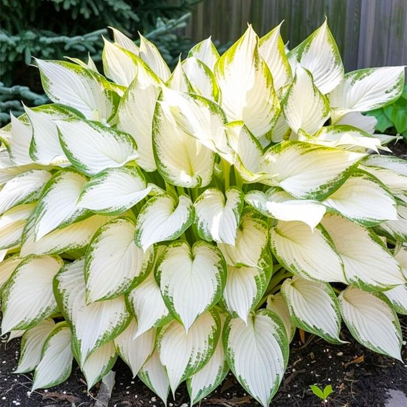 220+ Mixed Rare Hosta Seeds for Planting-Attract Pollinators Perennial…