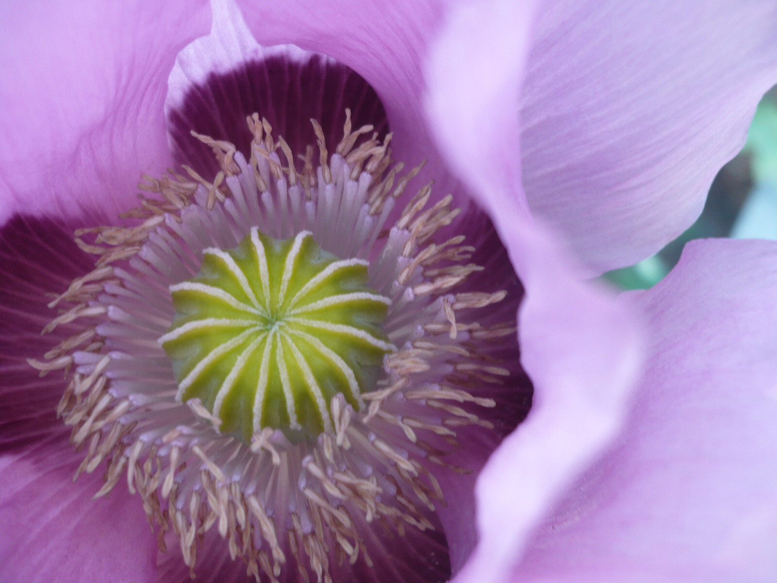 Tazzy Purple Poppy Som Seeds 2000+ *Shelley aka PoppyQueen👑
