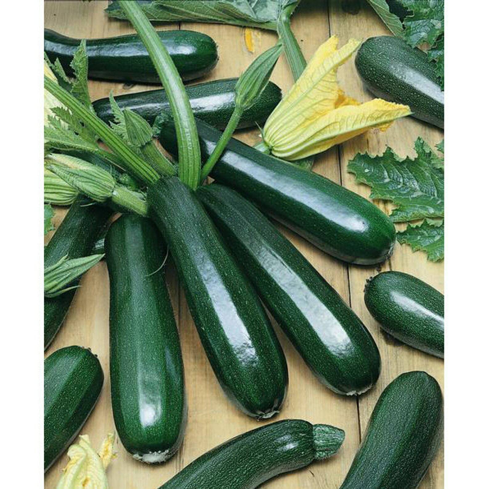 100+ SQUASH ZUCCHINI SEEDS BLACK BEAUTY SPRING HEIRLOOM VEGETABLE GARDEN NON-GMO
