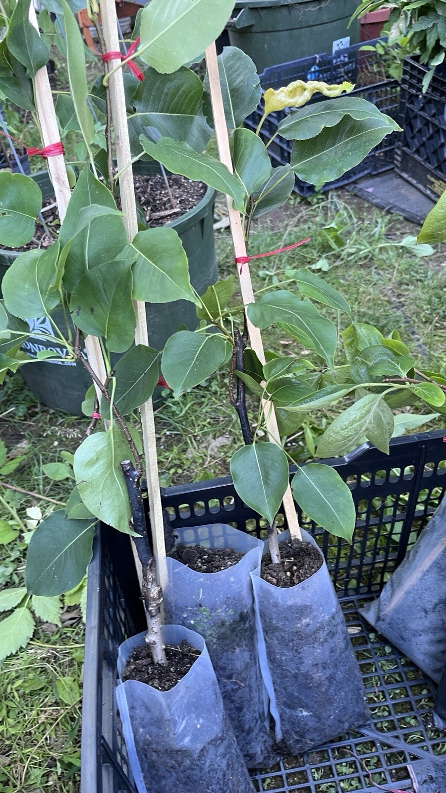 Saijo Asian Persimmon, grafted, 12-18 inches tall live tree plant