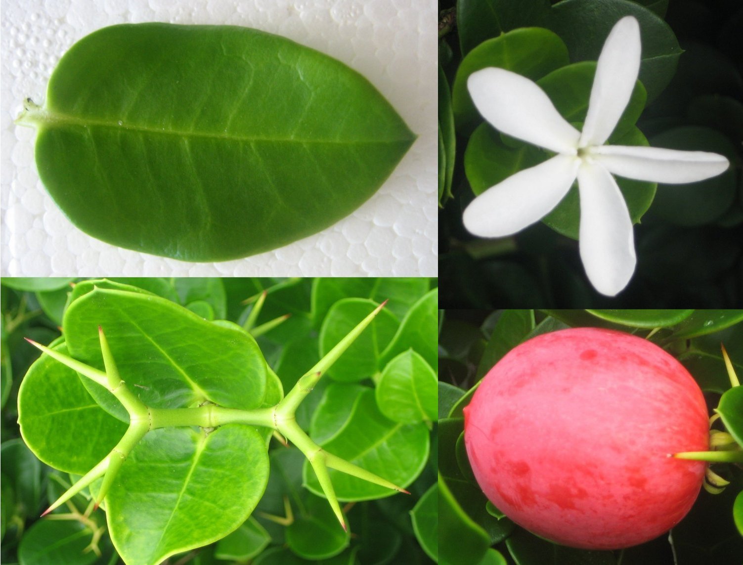 Natal Plum, Carissa macrocarpa, (Carissa grandiflora), Shrub Seeds (Fast Edible)