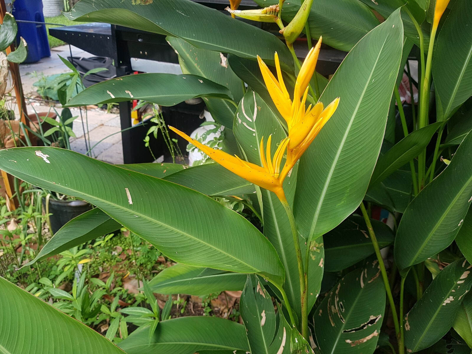 1 Heliconia Golden Torch Adrin Plant – Rhizome for Growing In Garden.