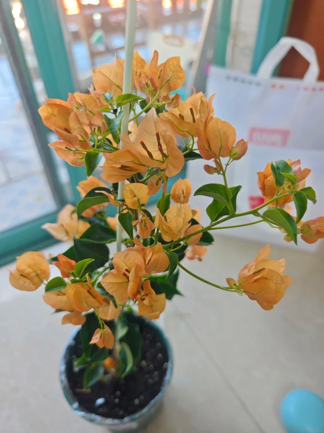 Bougainvillea ‘Mona Lisa Tea’ Live Plant 2 Gal Vine Easy Care tea beige nude