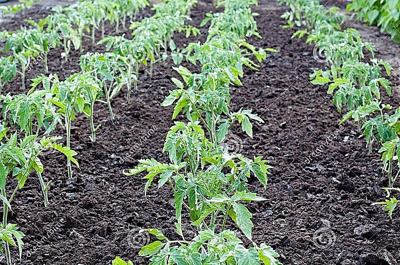 Light Blue Cherry heirloom tomato seeds non-gmo DIFFERENT UNIQUE STRAIN