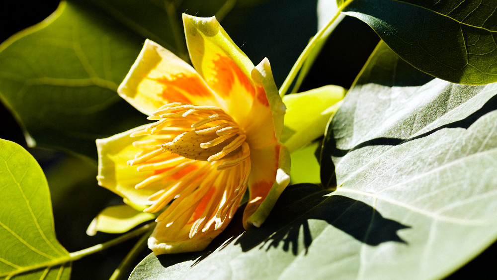 1-2 ft tall Tulip Poplar tree, Liriodendron Tulipifera, produce yellow flowers
