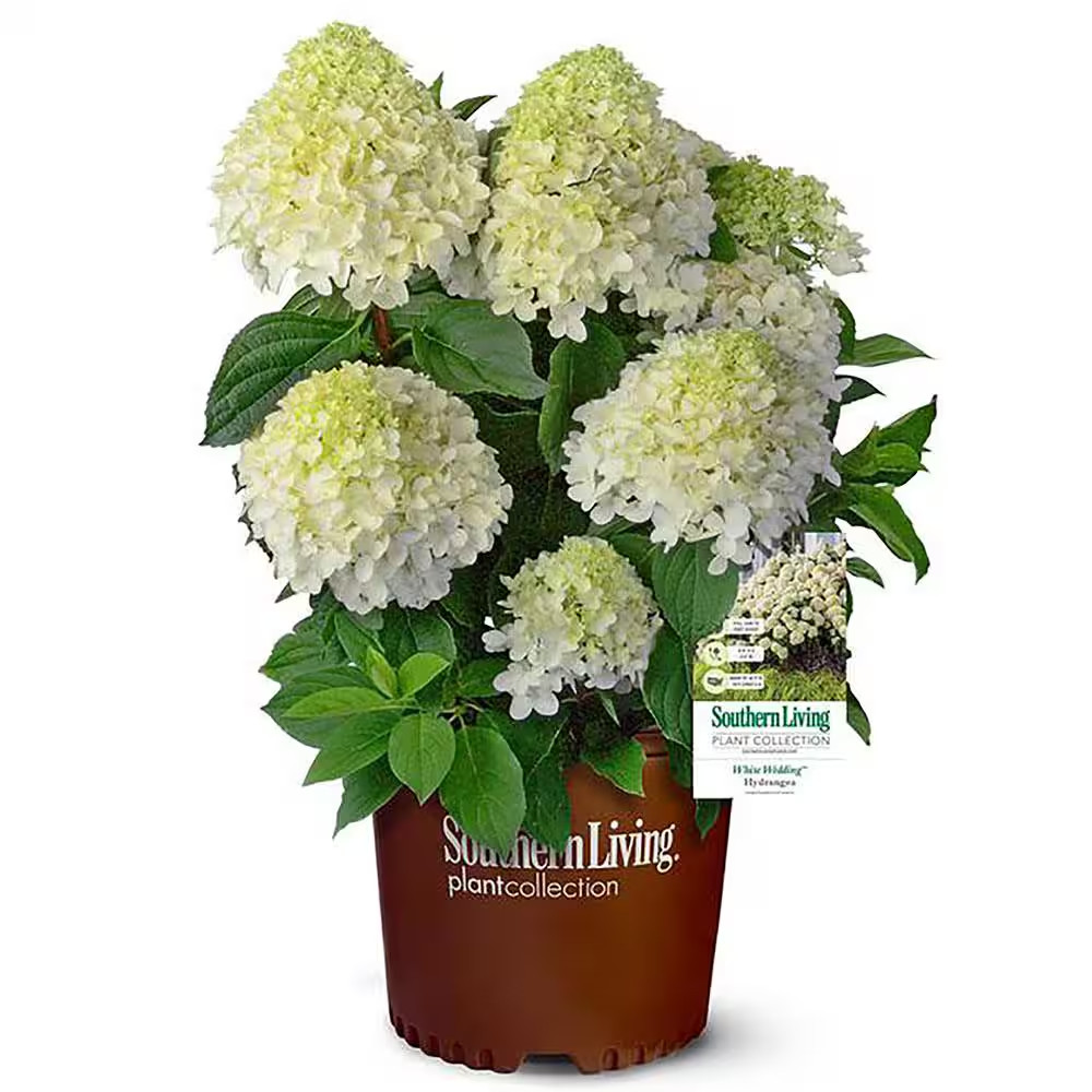 2 Gal. White Wedding Hydrangea Shrub with Pillow-Like White Blooms