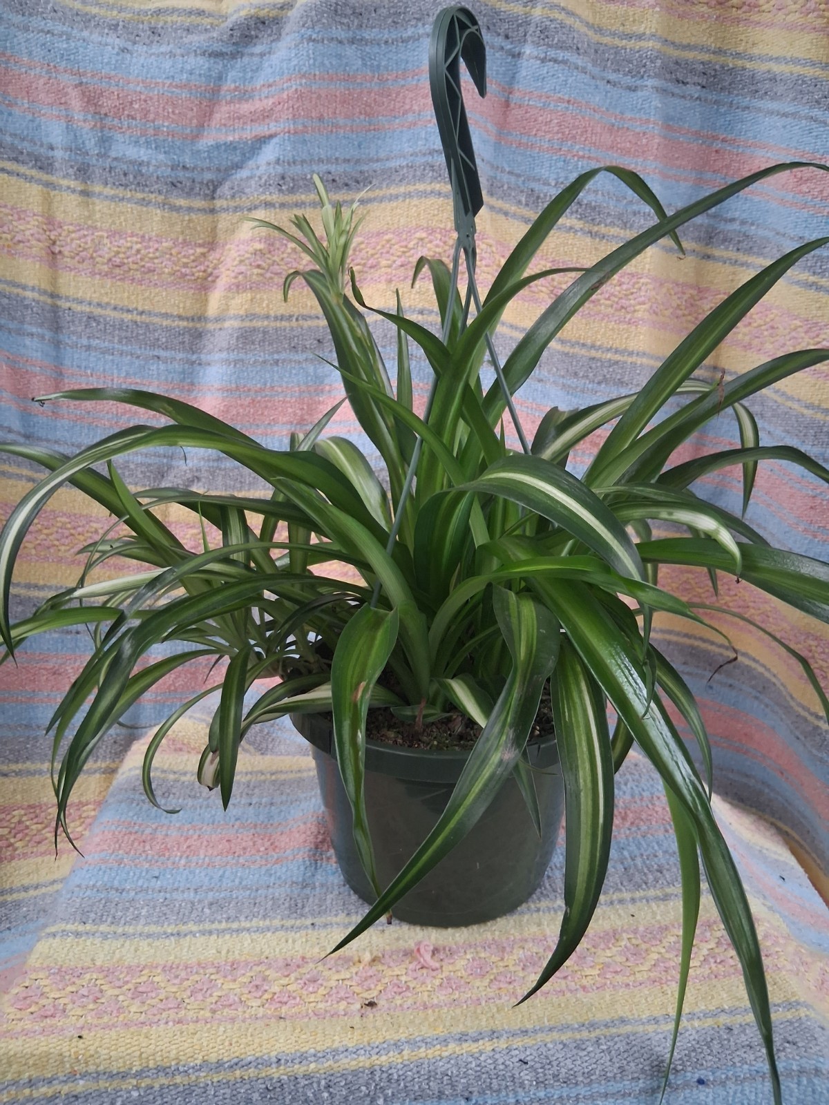 Hawaiian Spider Plant 8 Inch Hanging Basket (Chlorophytum Comosum)