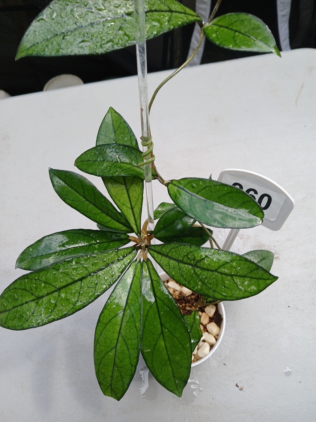 #360- Hoya CRASSIPETIOLATA Green LIVE PLANT,