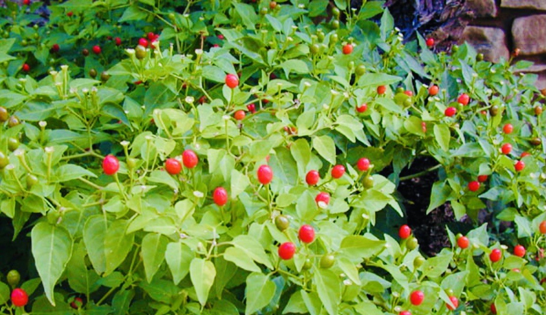 HOT CHILE PEQUIN BIRD EYE HOT PEPPER SEEDS FREE SHIPPING