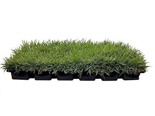Zoysia | Sod Plugs | Zoysia japonica | Low Maintenance | Hardy | Landscape Plant