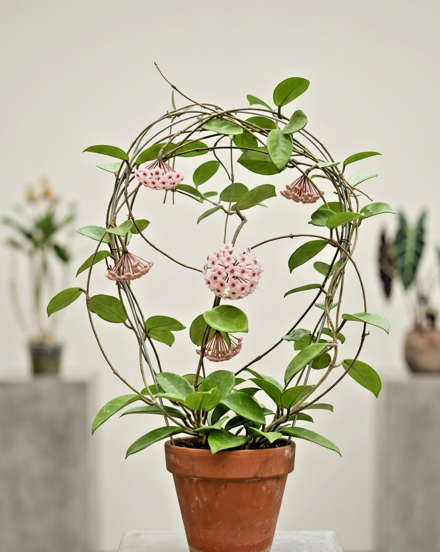Live Hoya Chelsea 3″ Pot Rooted Rare Wax Plant Pink Carnosa Gift Vining Plant