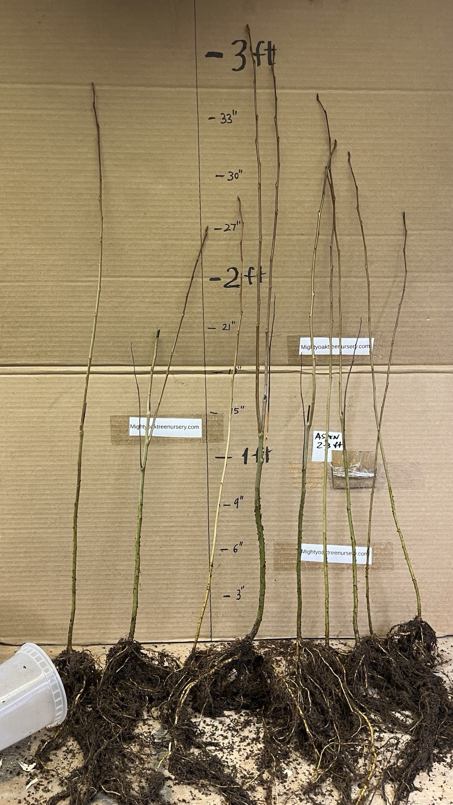 Quaking Aspen 1 year old live plant 14-22 inches tall