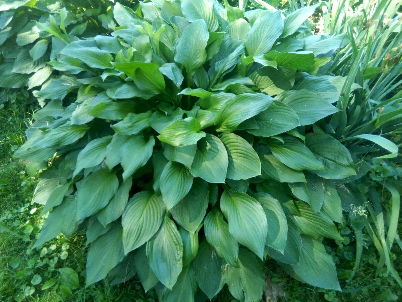 3x Hosta Eyes Live Plant Green Plantain Lily, Purple Flowers Bare Root Pre Order