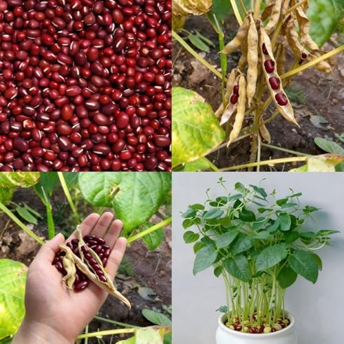 CarpetC 200+ Red Bean Seeds for Planting, Phaseolus vulgaris Heirloom Pole