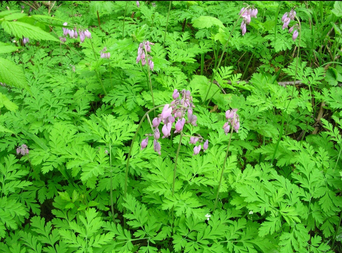 5 Pacific Bleeding Heart(Dicentra Formosa) Bare Root Plants Perennial Wildflower