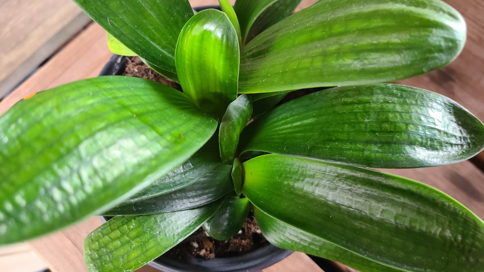Clivia Chinese Compact Malian Hutou Pearl x Self one plant 4-5 leaves