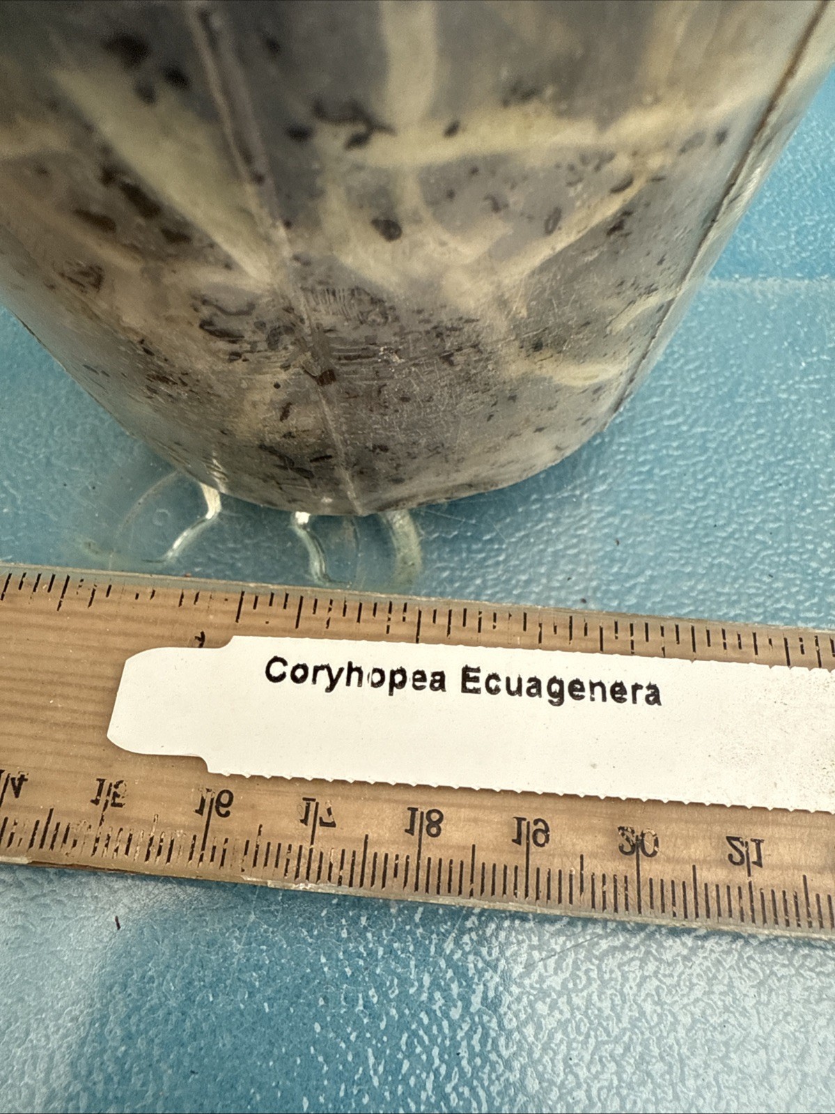 Coryhopea Ecuagenera (Coryanthes leucocorys X Stan. reichenbachiana) 4” RePot