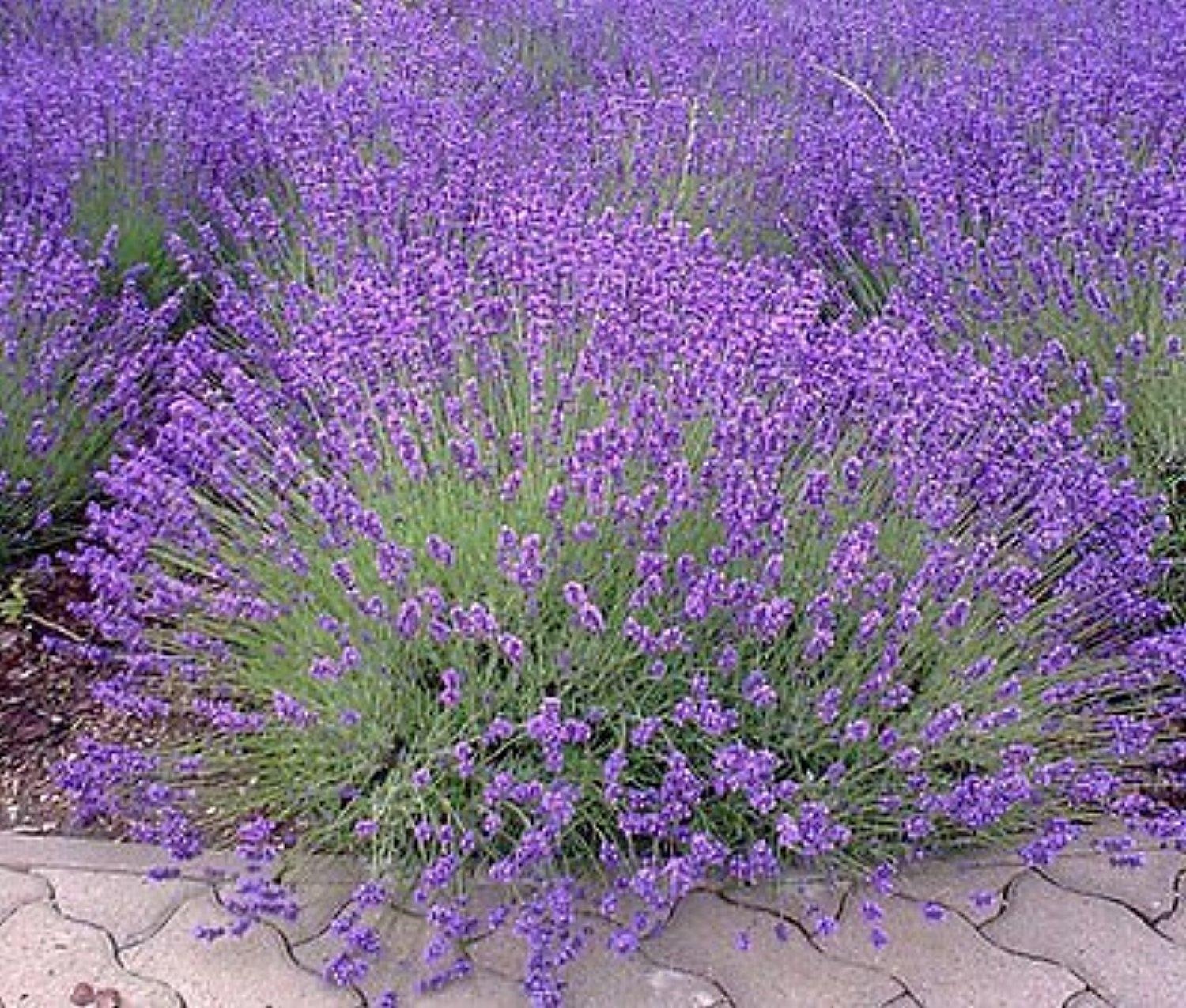 Lavender Seeds, Vera English, NON-GMO, Variety Sizes, FREE SHIPPING