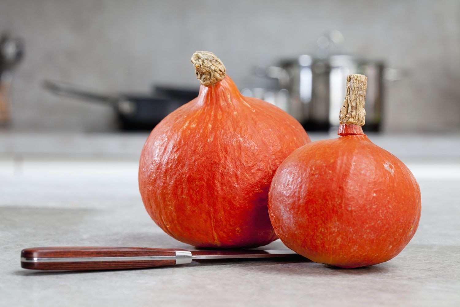 Japanese Red Kuri Squash Seeds | Uchiki Kuri | Non-GMO | FROM MY GARDEN!