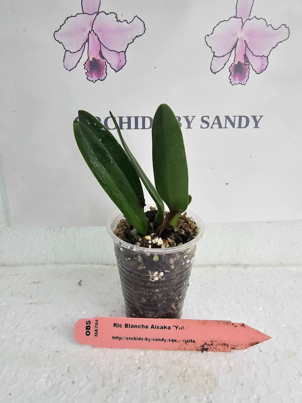 Cattleya Rlc Blanche Aisaka ‘Yuki’ Live Orchid Plant 2B32