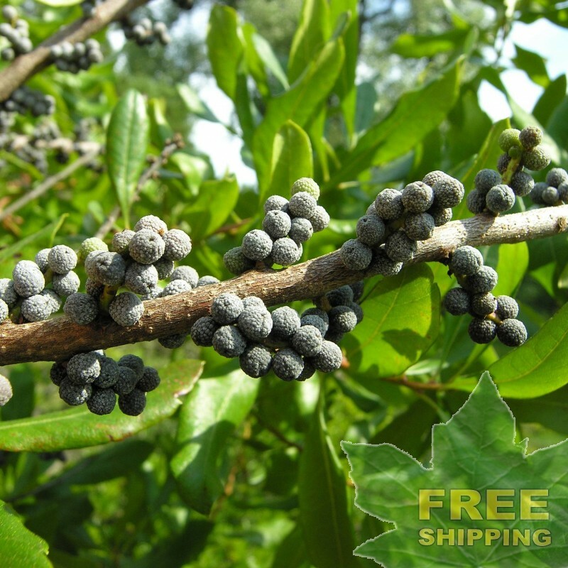 WAX MYRTLE SOUTHERN Myrica Cerifera – 25 SEEDS. *LESS S&H
