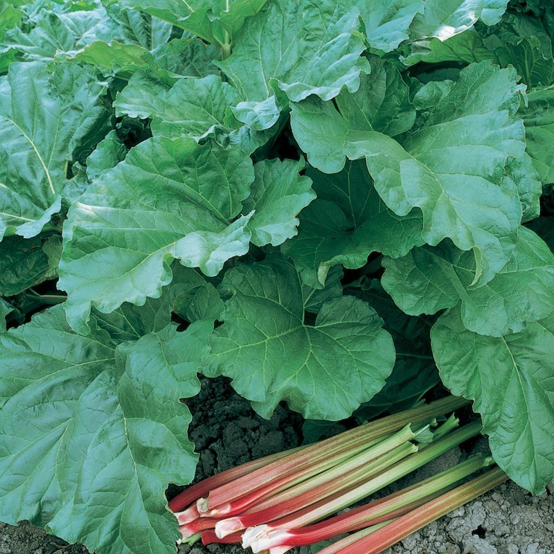 Rheum rhabarbarum Victoria RHUBARB Seeds!