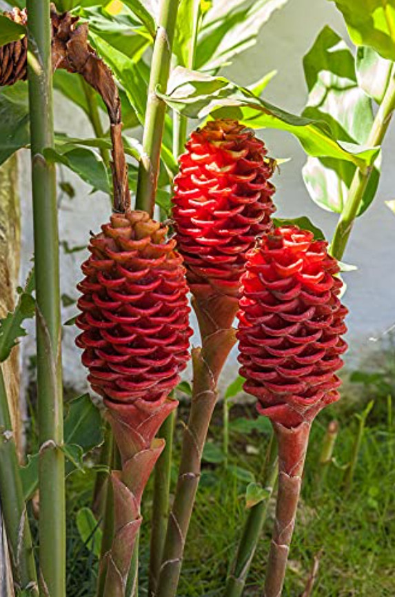 Set of 4 Live Shampoo Ginger Plants (Zingiber zerumbet) – 4-6″ Tall – No Pot