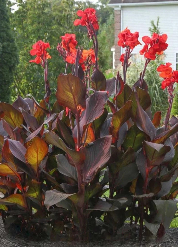 6 – KING HUMBERT Canna Lily Rhizomes bulbs purple/green Leaf, red/orange flowers