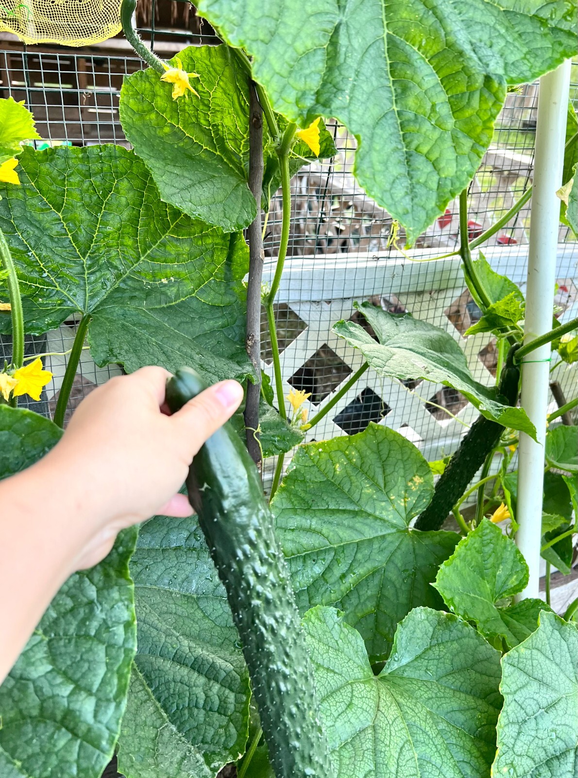 20+ Chinese Tender Cucumber Seeds 2023中国刺黄瓜新种子!