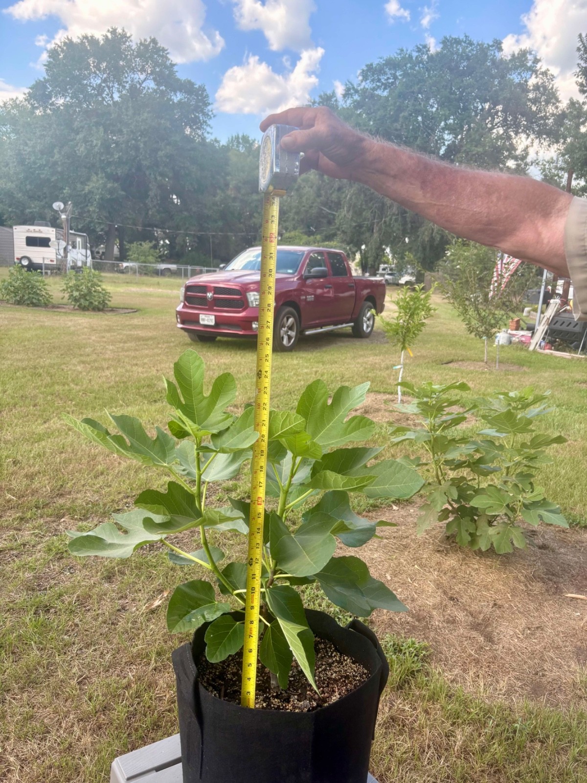 Black Madeira KK Fig Tree – Well Rooted Plant 2 Feet Tall No Shipping to CA & AZ
