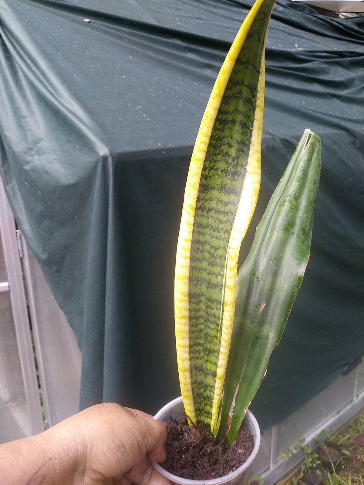 Sansevieria Gold and green 2 varieties in pot mother in-laws tongue plant