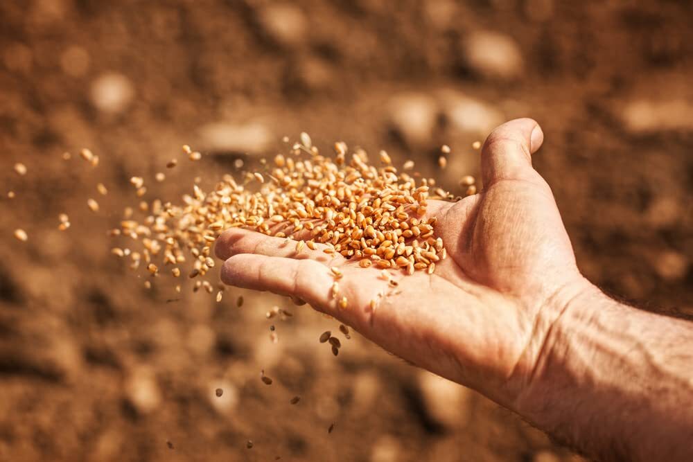Wheat Cover Crop Seeds – Non-GMO Winter Wheat – Deer & Turkey Food Plot Seed – W