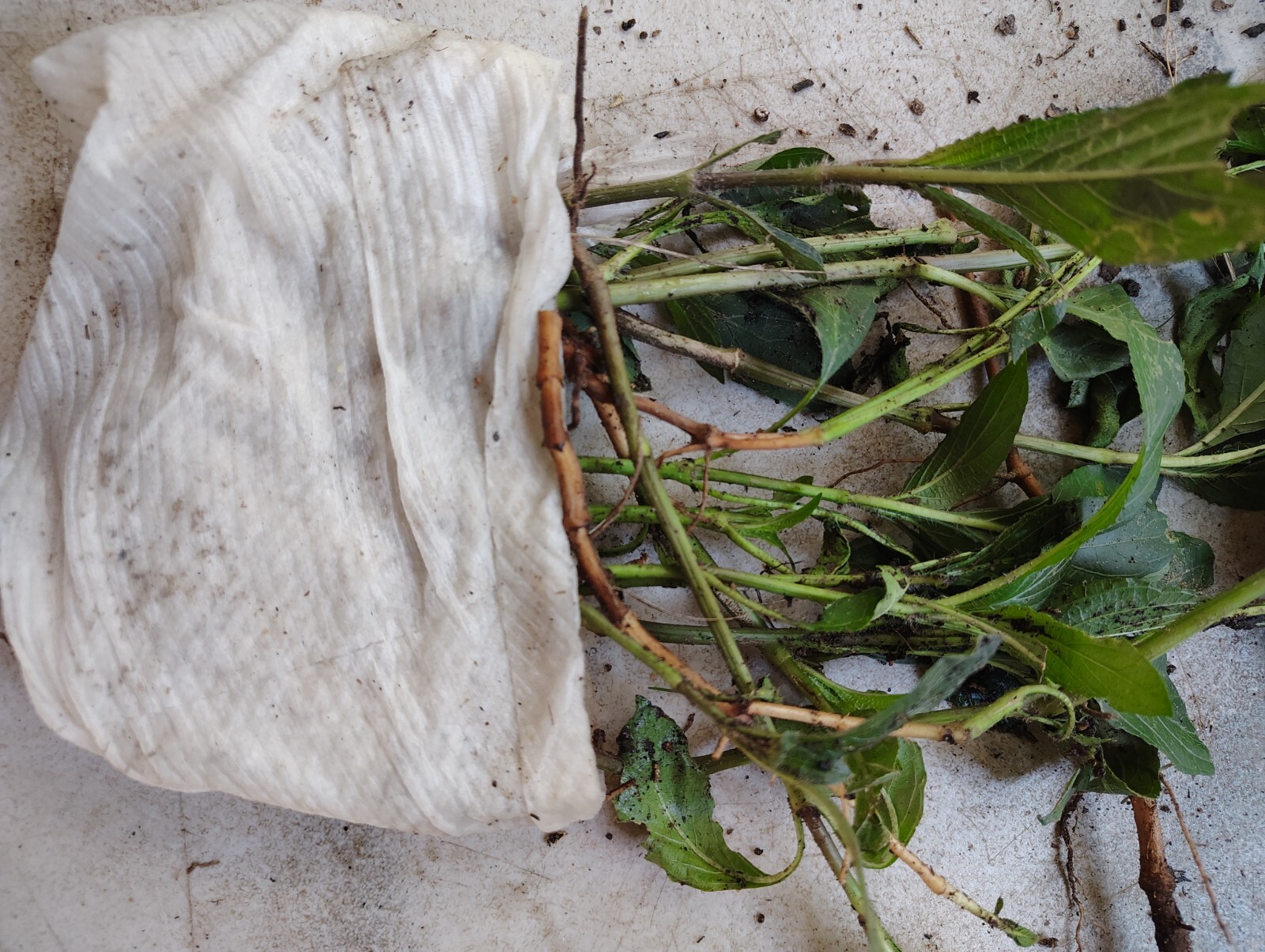 10 Live Bare Rooted Mexican Petunia Plants (Ruellia Simplex) .