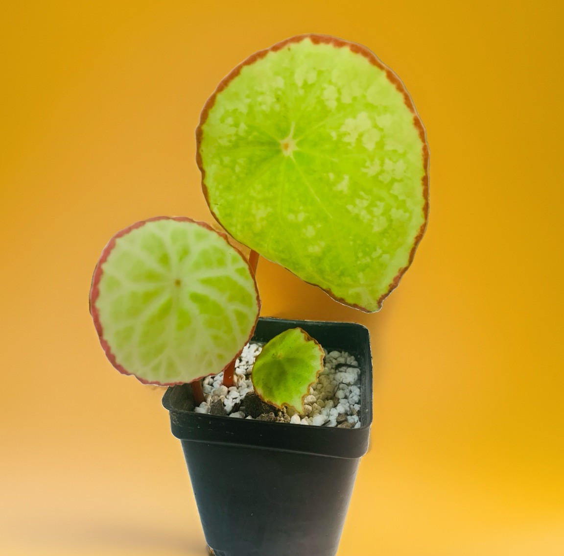 RARE Begonia Scapigera Live Plant potted- exact plant