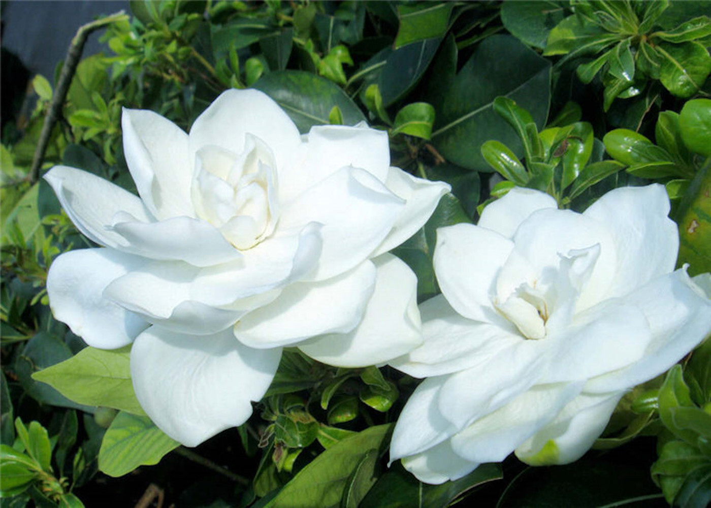 25pc GARDENIA SEEDS Garden Plant Flower rare exotic USA seller FREE shipping