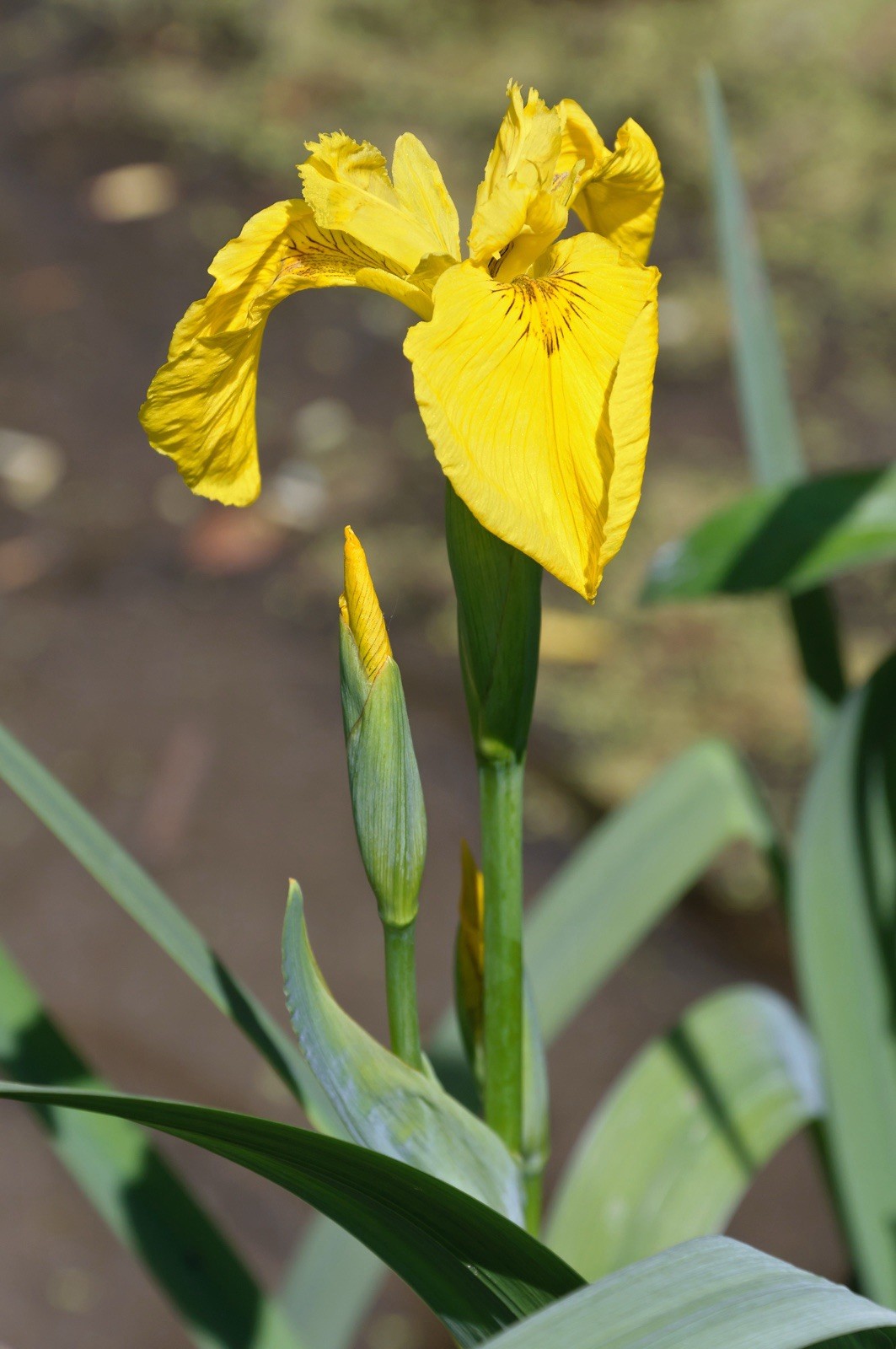 Yellow Flag Iris Winter Hardy Aquatic Marginal Pond/Bog Plant – &Free Bog Plant