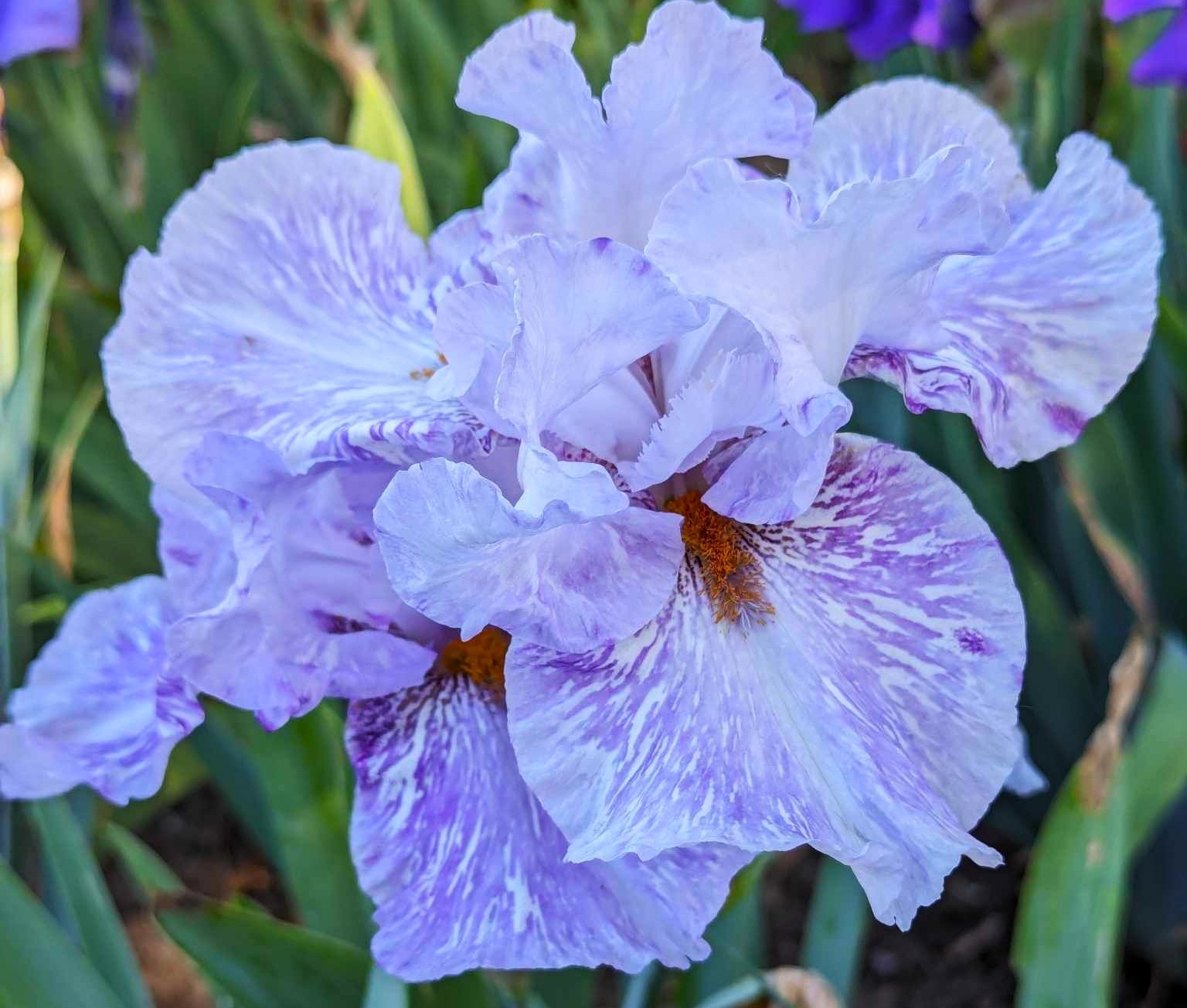‘Gnu’ Tall Bearded Iris Rhizome PRE-SALE to Ship Aug/Sept