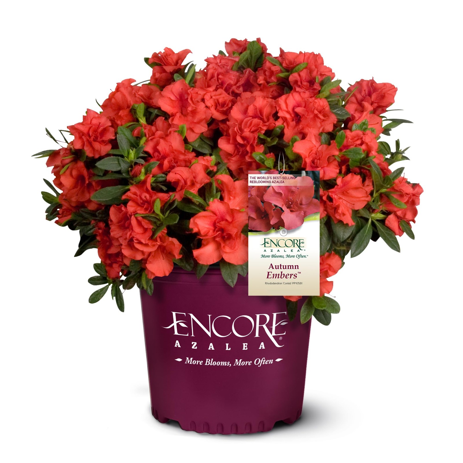Encore Azalea Embers Azalea, 2 Gal, Red