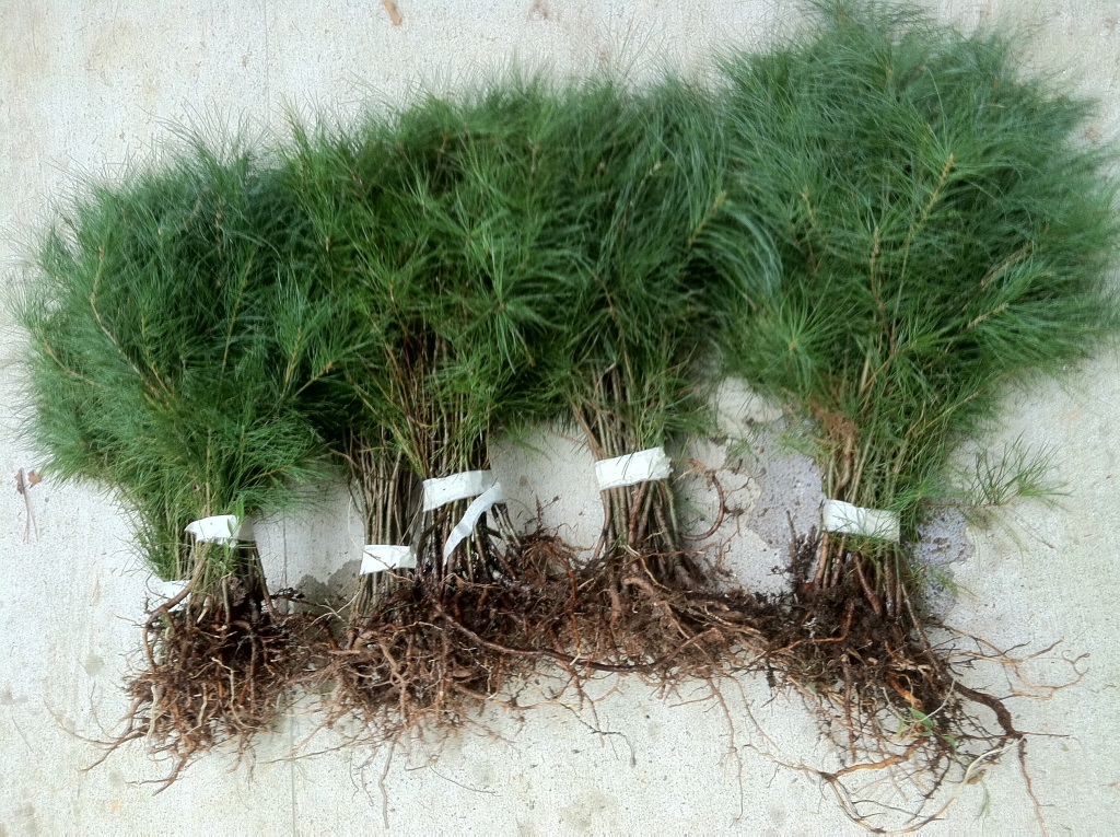 10 White Pine Sapling 10inch Evergreen Christmas Tree Transplants Item#HSE