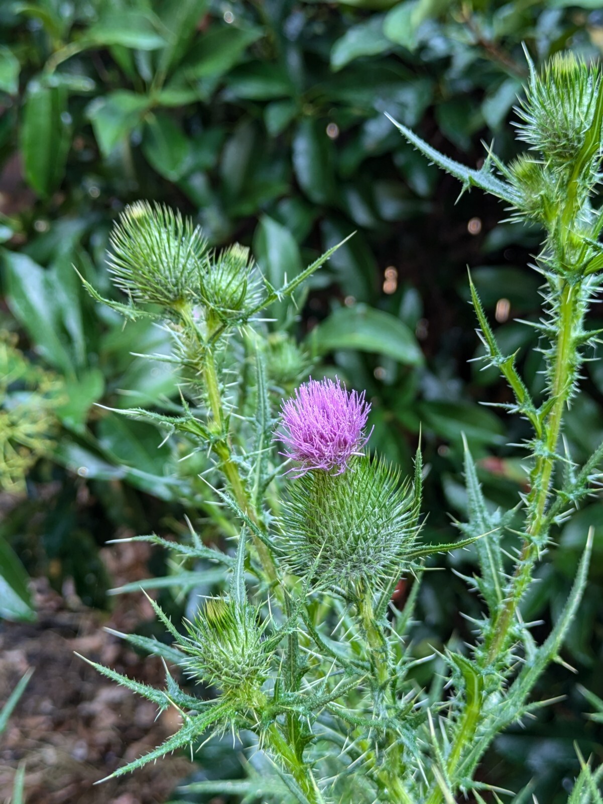 Organic Milk Thistle Seeds