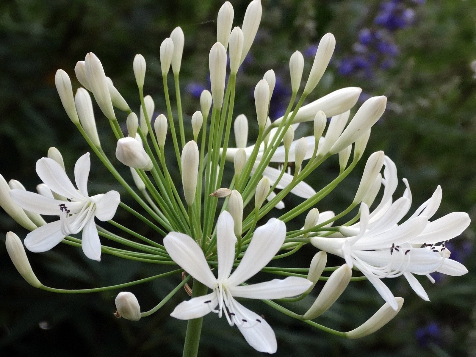 Agapanthus Getty White | 2 Inch | Agapanthus praecox | White Flowers | Borders