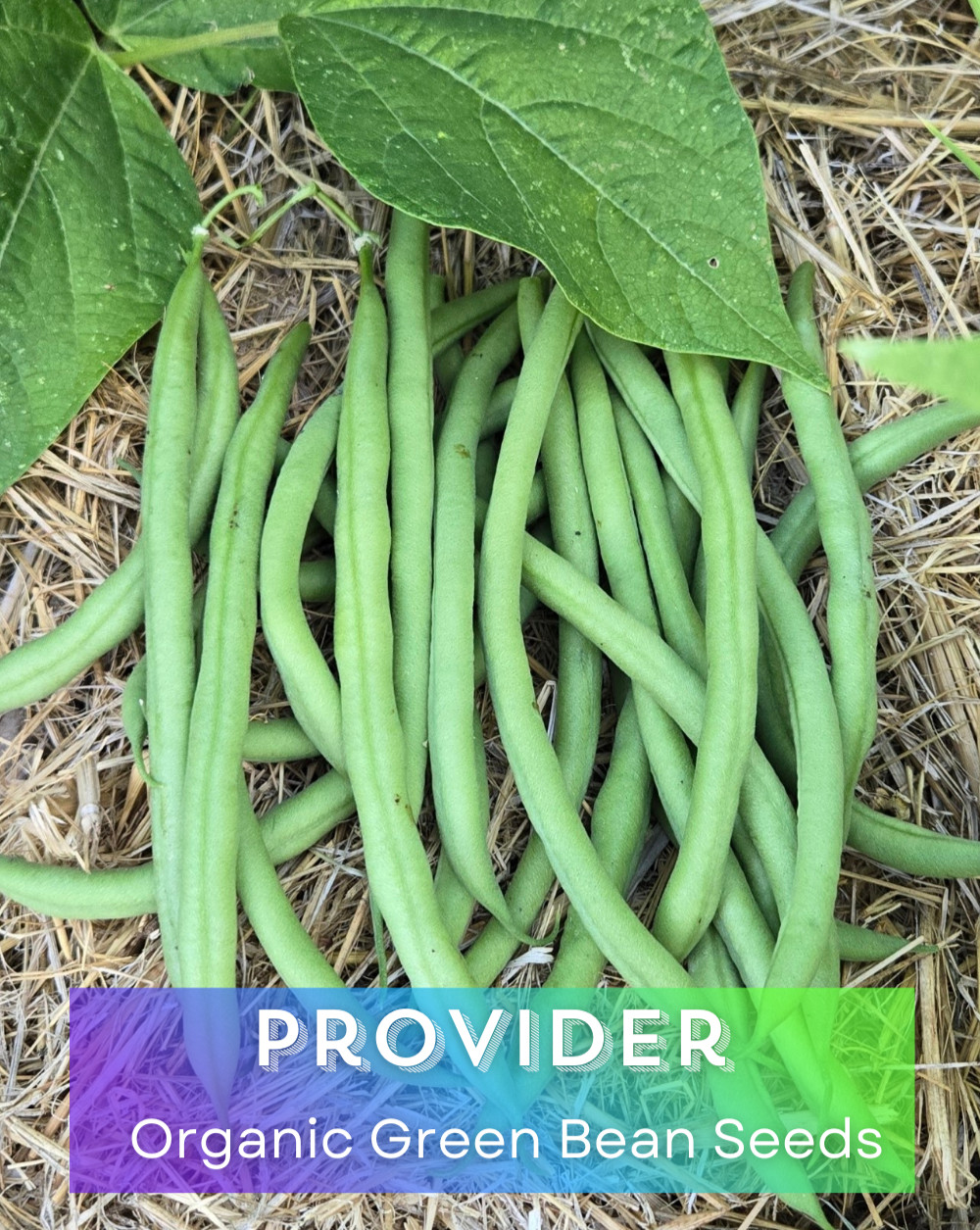 Organic *PROVIDER* Heirloom Green Bean Vegetable Seeds. 🌱 Early Harvests!