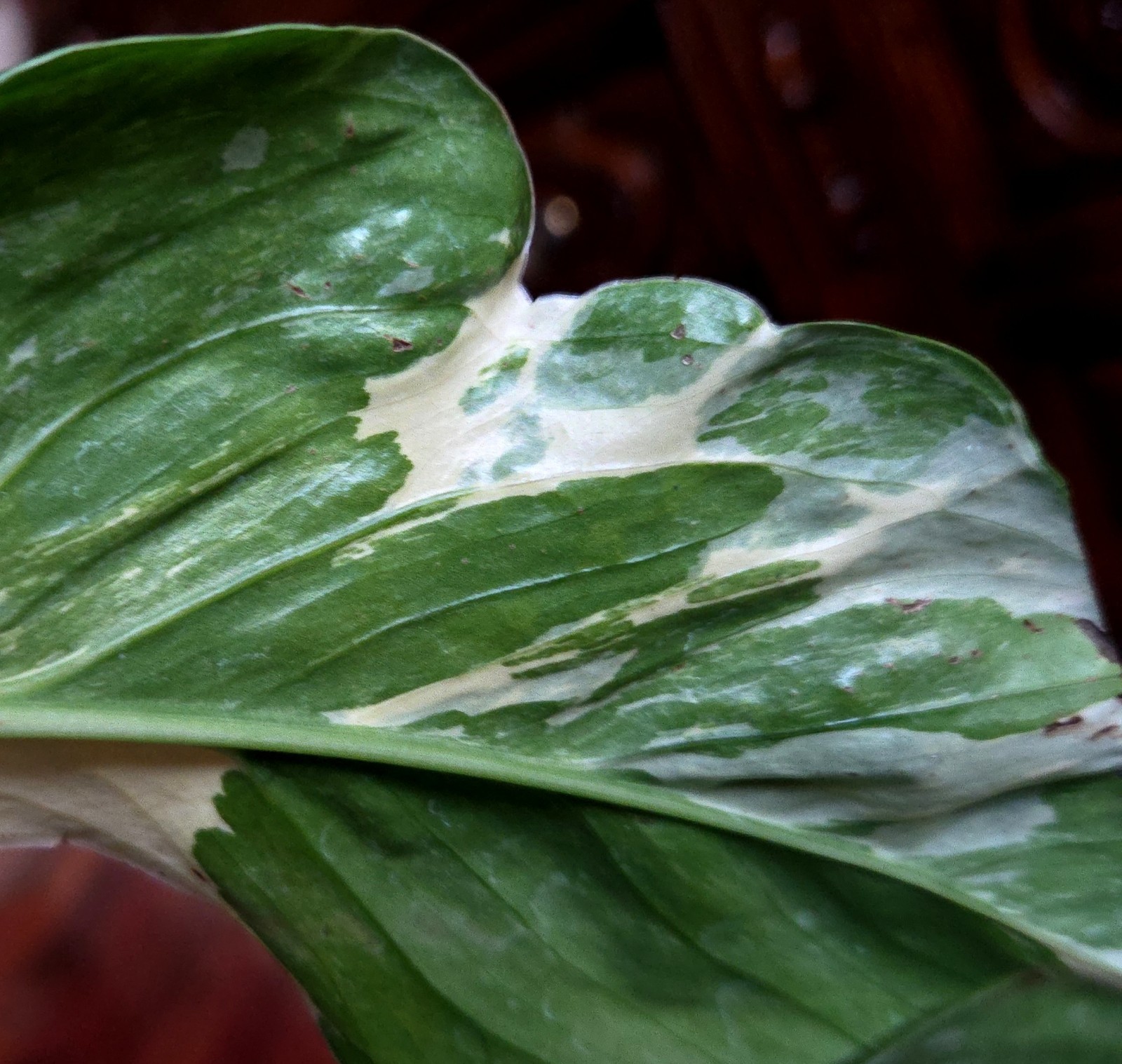 Rare Monstera Lechleriana Albo variegated 17″Tall Not Philodendron Anthurium