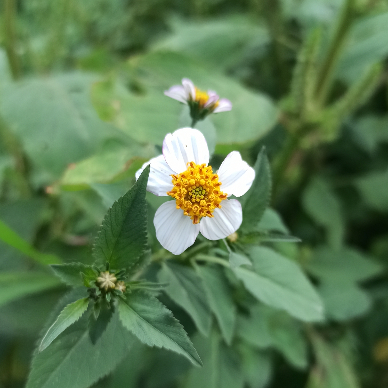 500 BIDENS PILOSA Seeds (Spanish Needle) | NON-GMO | Free shipping | Annual